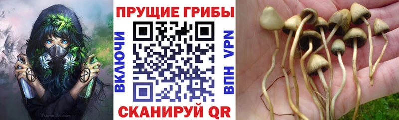 Псилоцибиновые грибы мухоморы  закладки  Анадырь 